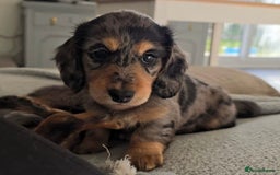 Miniature Dachshund dogs for stud: Black&Cream Miniature LongCoat (CarriesChoc) 3.9kg in Dalry - Image 8