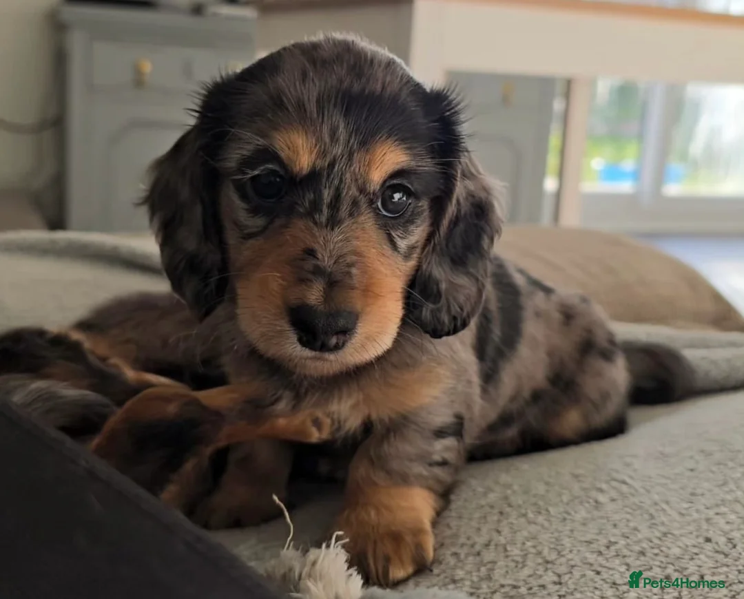 Miniature Dachshund dogs for stud: Black&Cream Miniature LongCoat (CarriesChoc) 3.9kg in Dalry - Advert 8