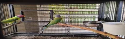 Parakeets birds for sale: Plumhead Pair - Advert 5