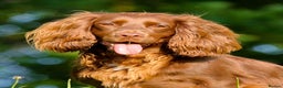 Cocker Spaniel dogs for sale: Working Cocker Spaniel, KC - Advert 1