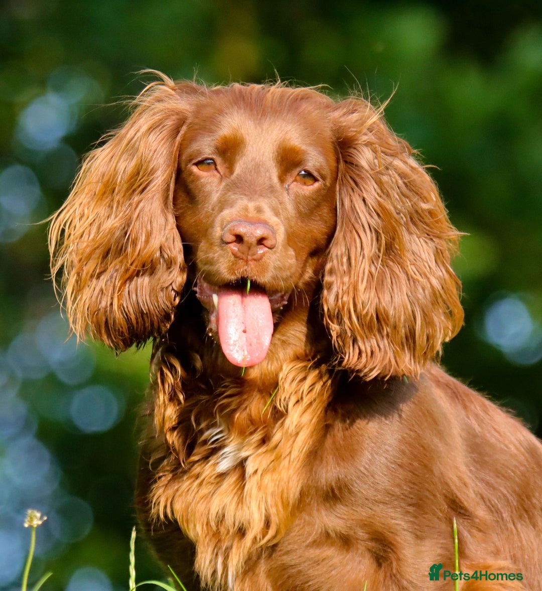 Cocker Spaniel dogs for sale: Working Cocker Spaniel, KC - Advert 1