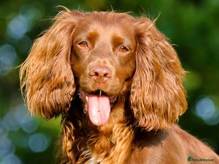 Cocker Spaniel dogs Working Cocker Spaniel, KC - Advert 2