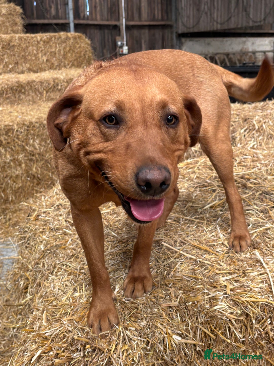 Labrador Retriever dogs for sale: Puppy Red fox labradors  - Advert 13
