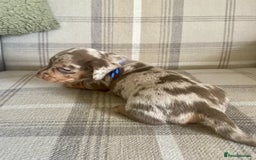 Miniature Dachshund dogs for sale: lovely miniature dachshund puppies for sale  - Image 4