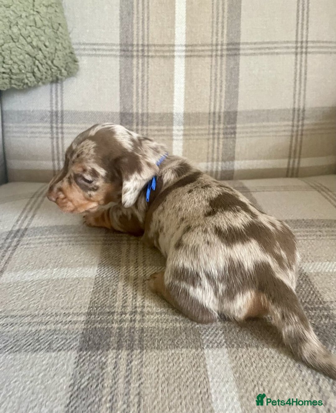 Miniature Dachshund dogs for sale: lovely miniature dachshund puppies for sale  - Image 4