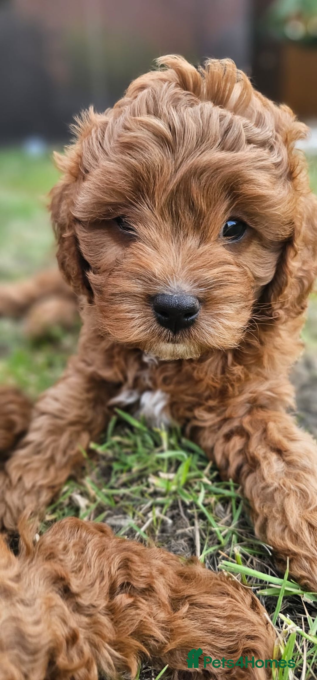 Cavapoo dogs for sale: Cavapoo dna clear  - Image 2