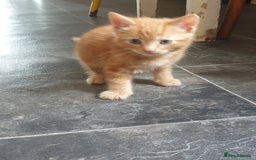 Mixed Breed cats for sale: Adorably beautiful kitten - Image 9