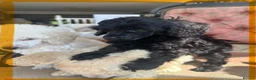 Miniature Poodle dogs for sale: Pedigree club registered Miniature poodles  - Advert 31