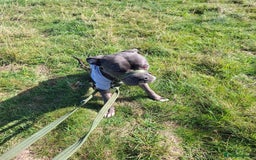 Cane Corso dogs for sale: Sandro  - Image 1