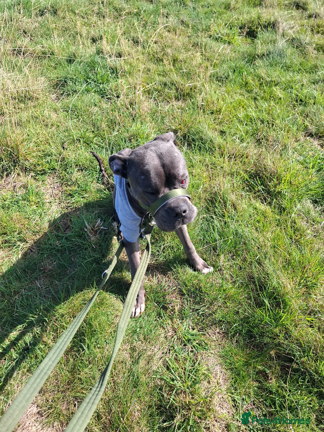 Cane Corso dogs for sale: Sandro  - Image 1