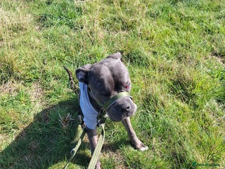Cane Corso dogs - Advert 7