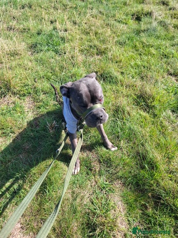 Cane Corso dogs - Advert 2