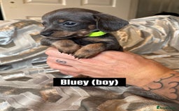 Mixed Breed dogs for sale: Adorable Doxiepoo Puppies for Sale - Advert 8