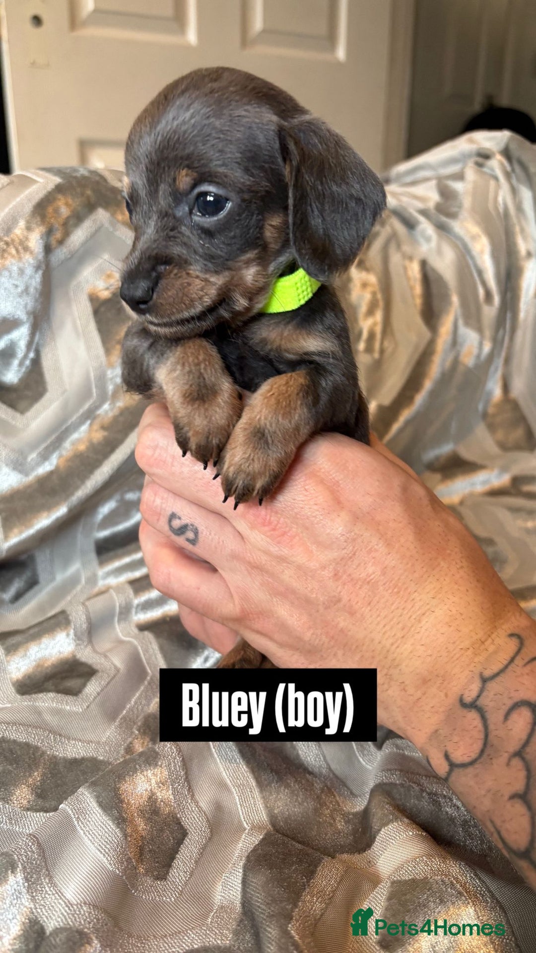 Mixed Breed dogs for sale: Adorable Doxiepoo Puppies for Sale - Advert 8