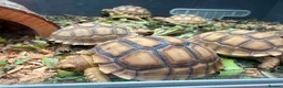 Tortoise reptiles for sale: Stunning Tortoise is ready to go - Advert 2