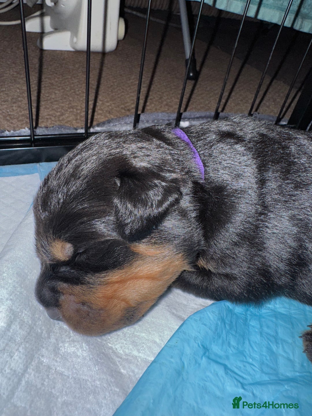 Rottweiler dogs for sale: KC Rottweiler puppies  - Advert 13