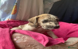 Great Dane dogs for sale: Harlequin pups  - Image 12