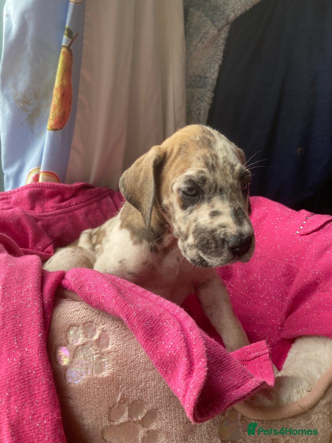 Great Dane dogs for sale: Harlequin pups  - Image 12
