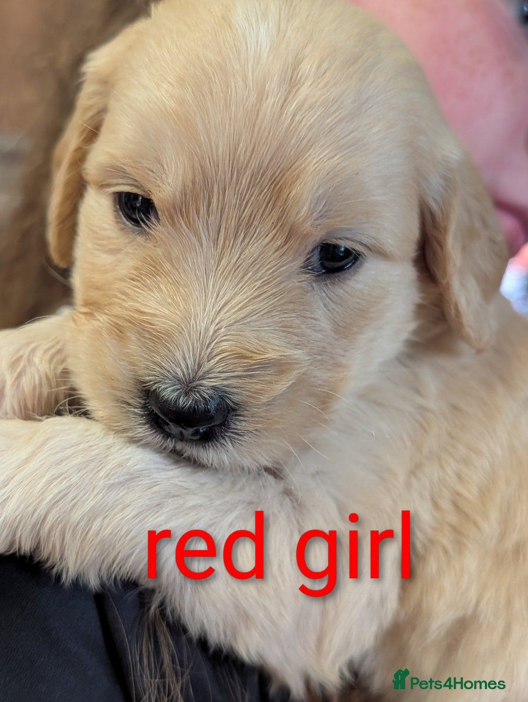 Goldendoodle dogs for sale: Beautiful golden puppies - Image 7