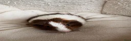 Guinea Pig rodents for sale: Beautiful and friendly guinea pig babies  - Advert 29