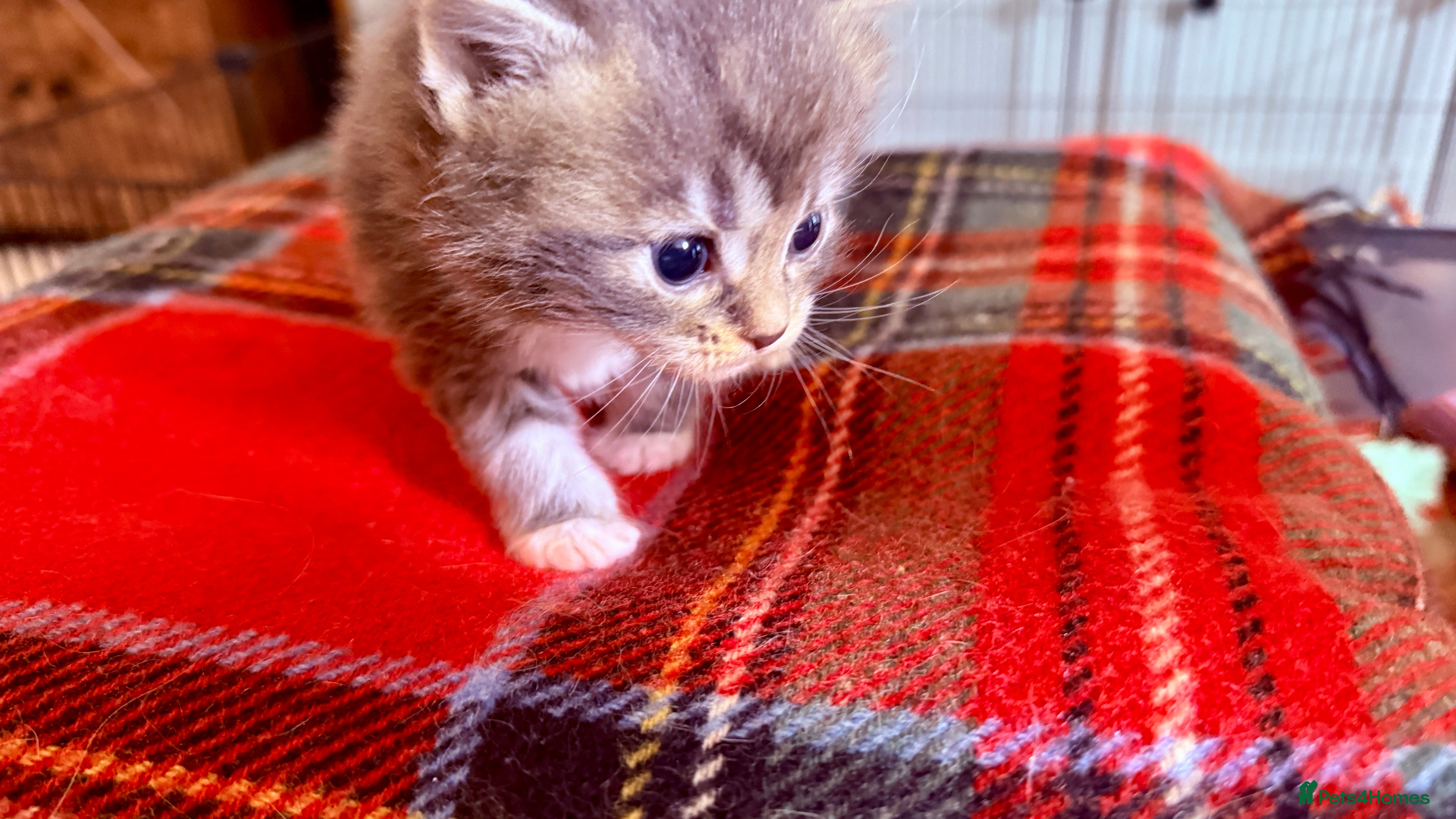 Ragcoon cats for sale: Gorgeous, fluffy litter of 6 RagCoon Kittens - Advert 23
