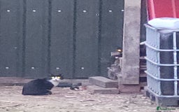 Mixed Breed cats for sale: Black and white farm bred kittens  - Image 14