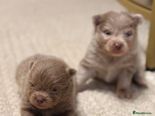 Pomeranian dogs Small & Fluffy Pomeranian Puppies Ready to Reserve - Advert 4