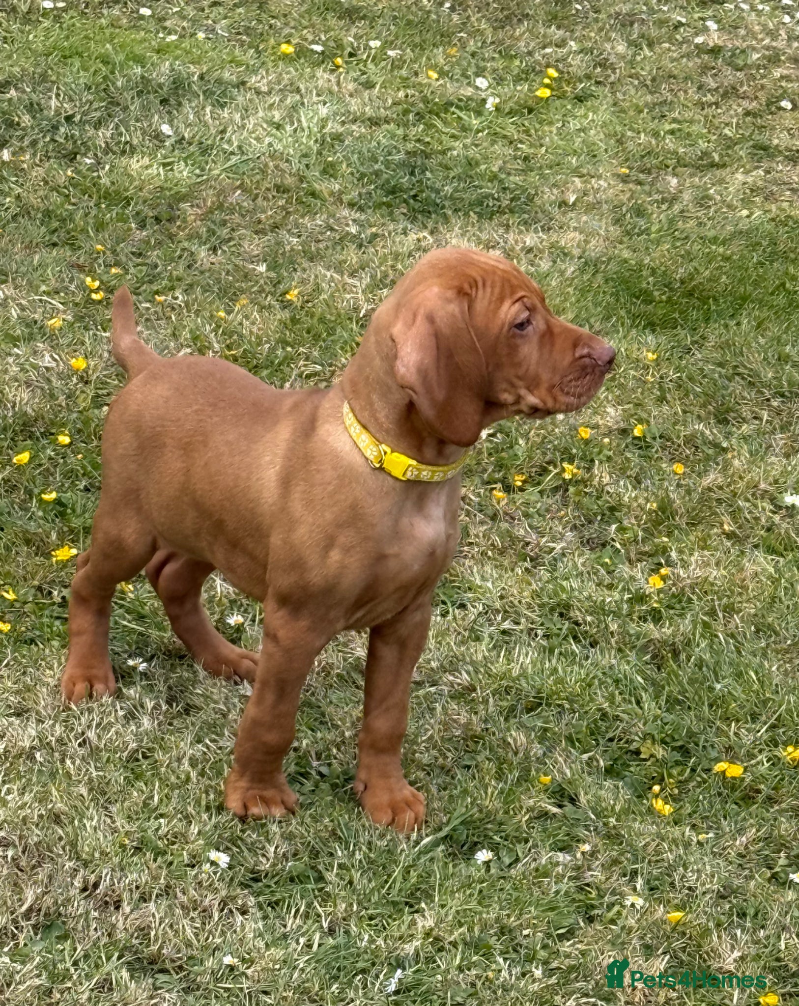 Hungarian Vizsla dogs Pedigree KC Hungarian Vizsla Pups For Sale - Advert 2