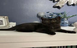 British Shorthair cats for sale: 🔥 READY NOW BRITISH SHORTHAIR KITTENS  - Image 16