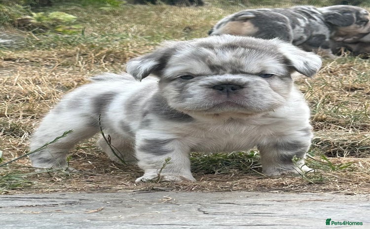 French Bulldog dogs - Advert 9