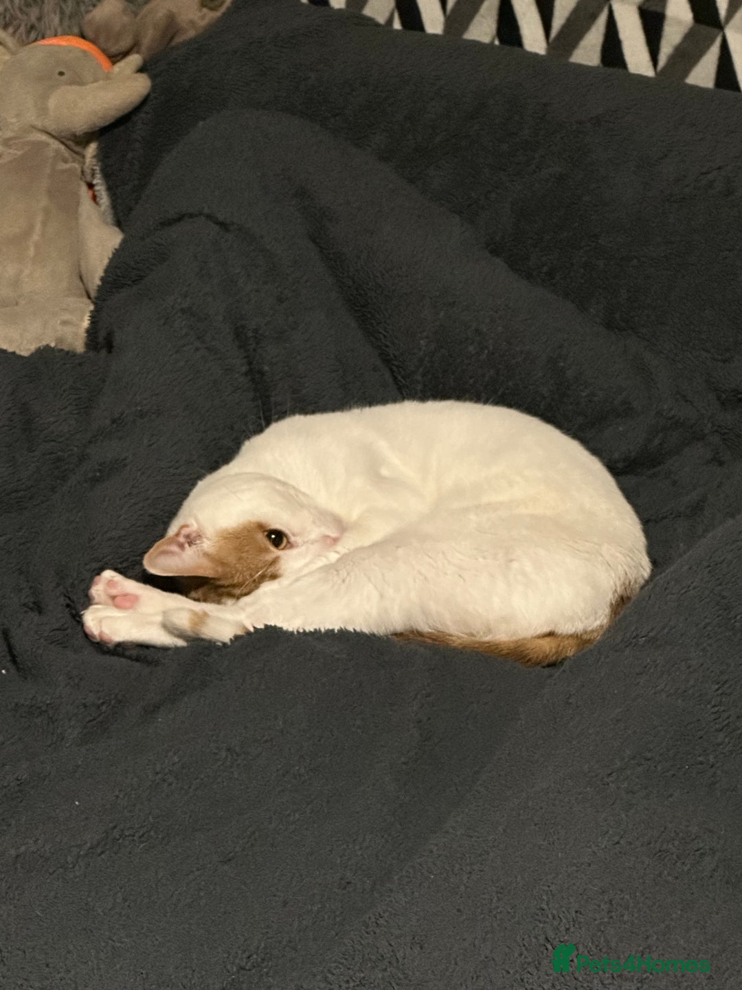 Mixed Breed cats for sale: Sweet boy  - Image 6