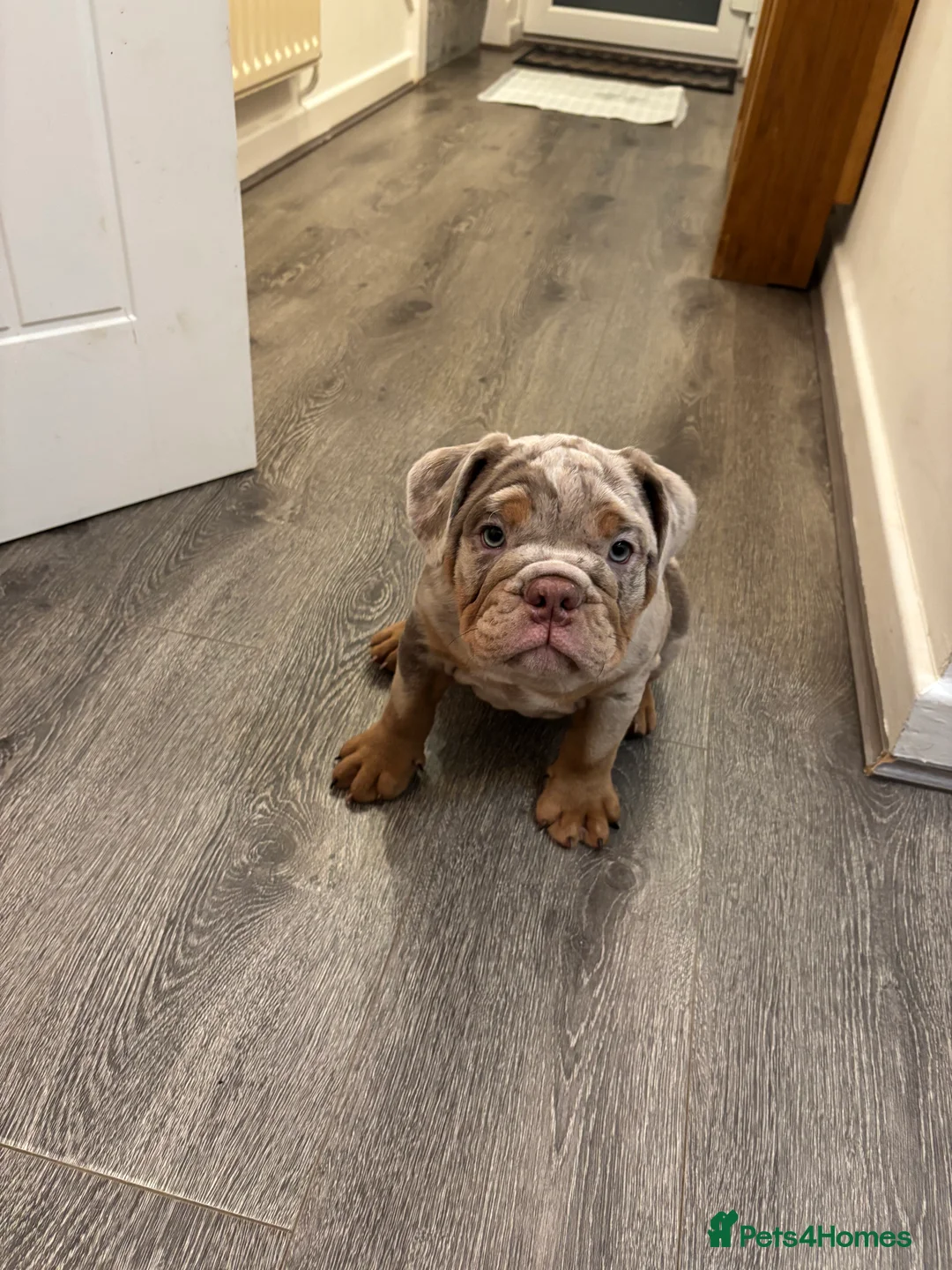 English Bulldog dogs for sale: Bulldog Puppies Champion bloodlines - Advert 22
