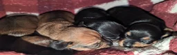 Mixed Breed dogs for sale: Adorable 3/4 Dachshund and 1/4 Chihuahua Chiweenie in Portsmouth - Advert 12