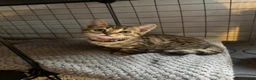 Bengal cats for sale: Last stunning girl beautiful natured bengal cross  - Advert 7