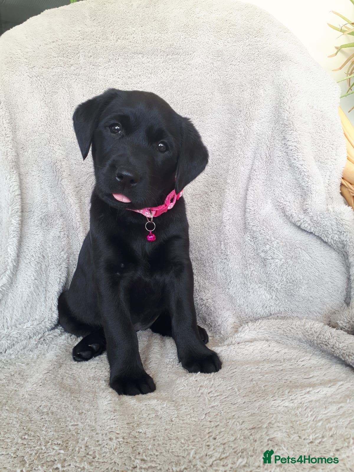 Labrador Retriever dogs Stunning KC Reg Black pups - Health Tested Parents - Advert 1