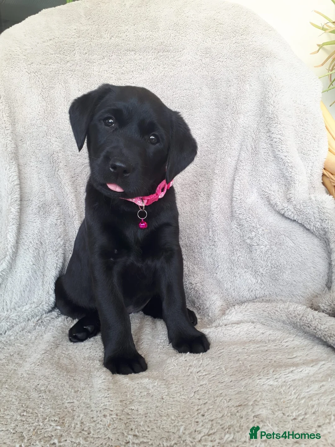 Labrador Retriever dogs for sale: Stunning KC Reg Black pups - Health Tested Parents - Advert 1