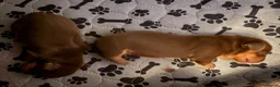 Miniature Dachshund dogs for sale: KC Reg Miniature Dachshund Puppies For Sale in Hove - Advert 8