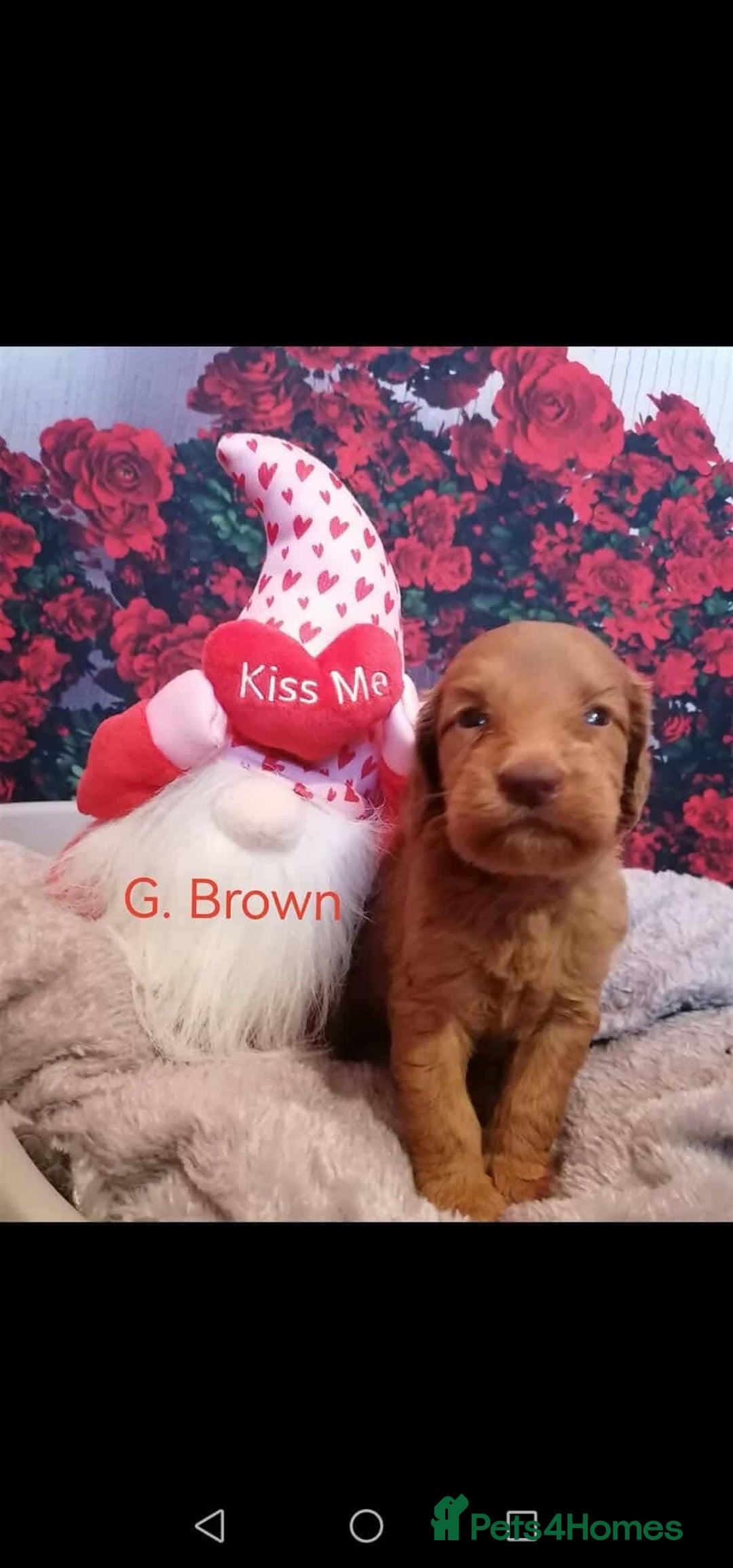 Mixed Breed dogs for sale: Stunning multigenerational golden Irish doodles  - Image 23