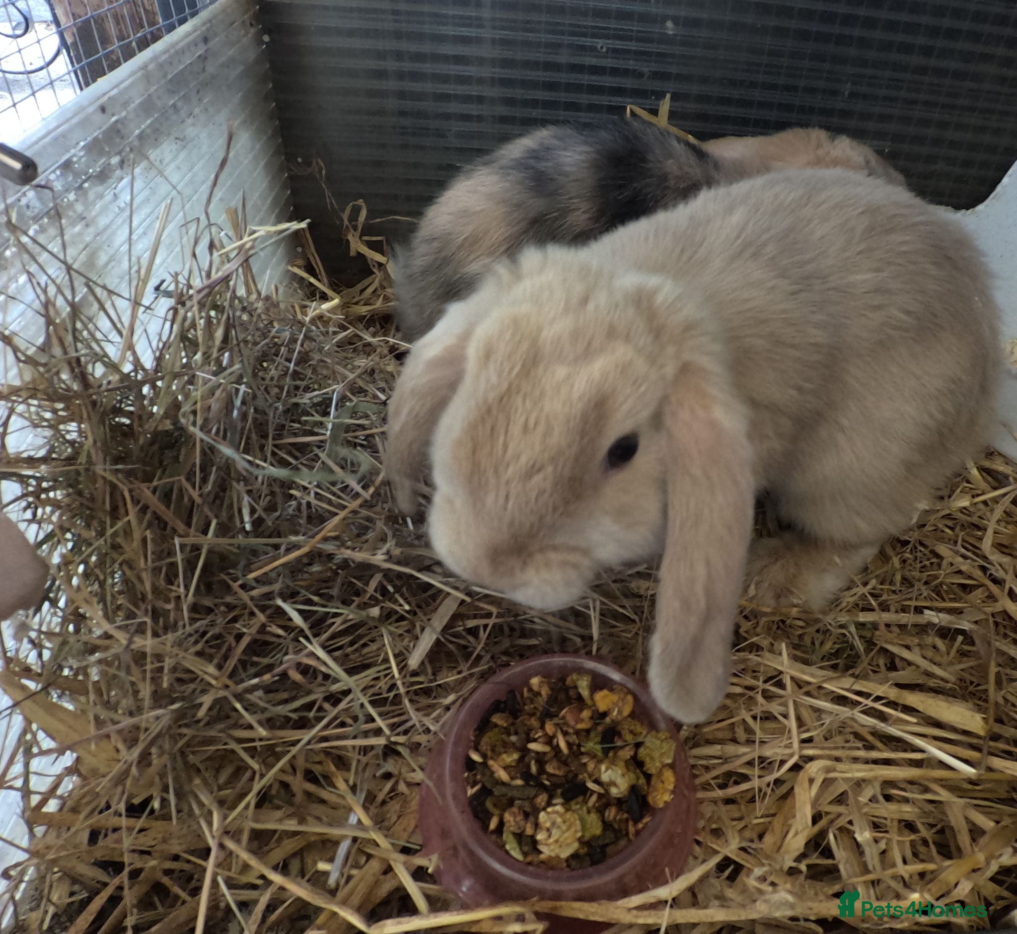 Dwarf Lop rabbits Beautiful Dwarf Lop Bunnies - Advert 4