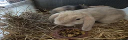 Dwarf Lop rabbits for sale: Beautiful Dwarf Lop Bunnies - Advert 3