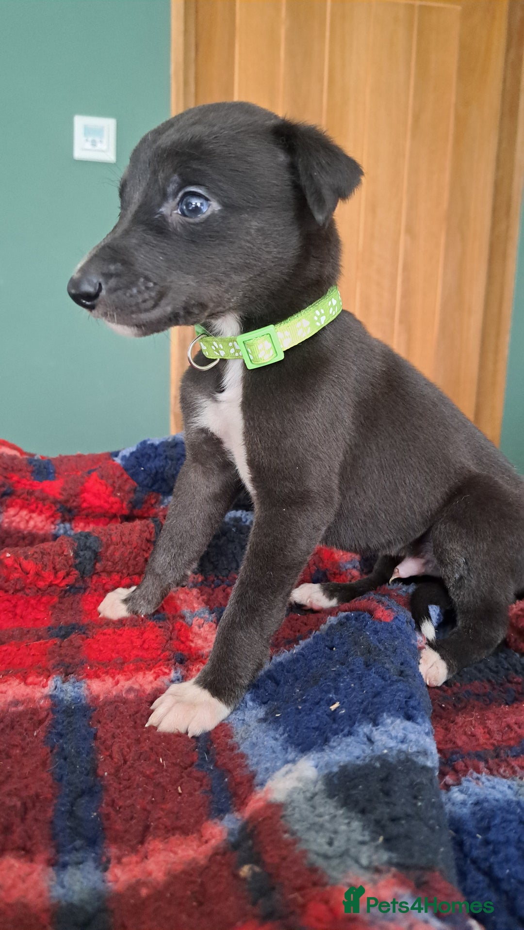 Greyhound dogs for sale: Irish Greyound Puppies  - Image 8