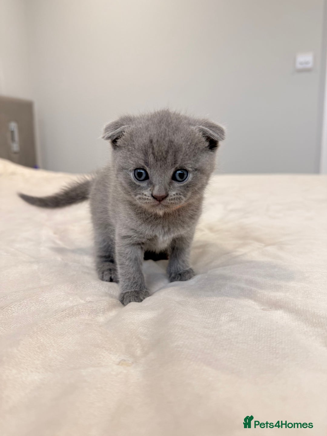 Scottish Fold cats for sale: Scotish Fold  - Advert 3