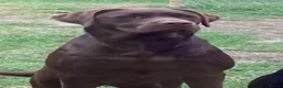 Labrador Retriever dogs for sale: Fantastic Royal Kennel Club Puppies  - Advert 5
