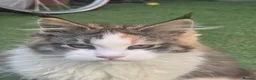 Maine Coon cats for sale: Beautiful Mainecoon kittins to sale - Advert 19