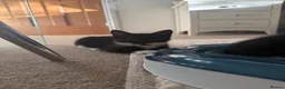 Mixed Breed cats for sale: Kittens looking for their PURRfect forever homes - Advert 13