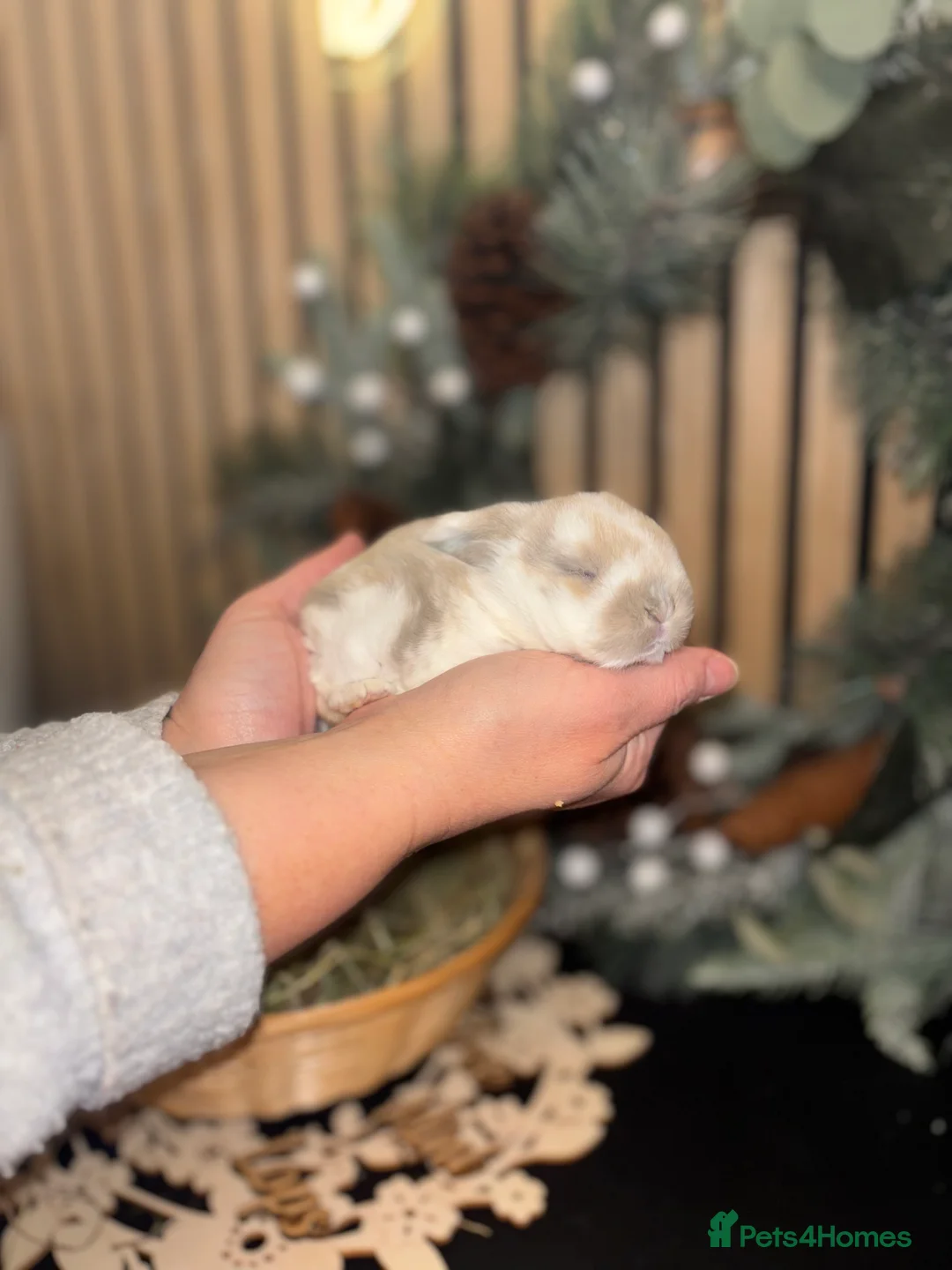 Mini Lop rabbits for sale: Pure Breed Mini Lop Butterfly new born bunnies  - Advert 16