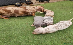 Miniature Dachshund dogs for sale: PRA CLEAR GORGEOUS MIN DACHSHUNDS  - Image 25