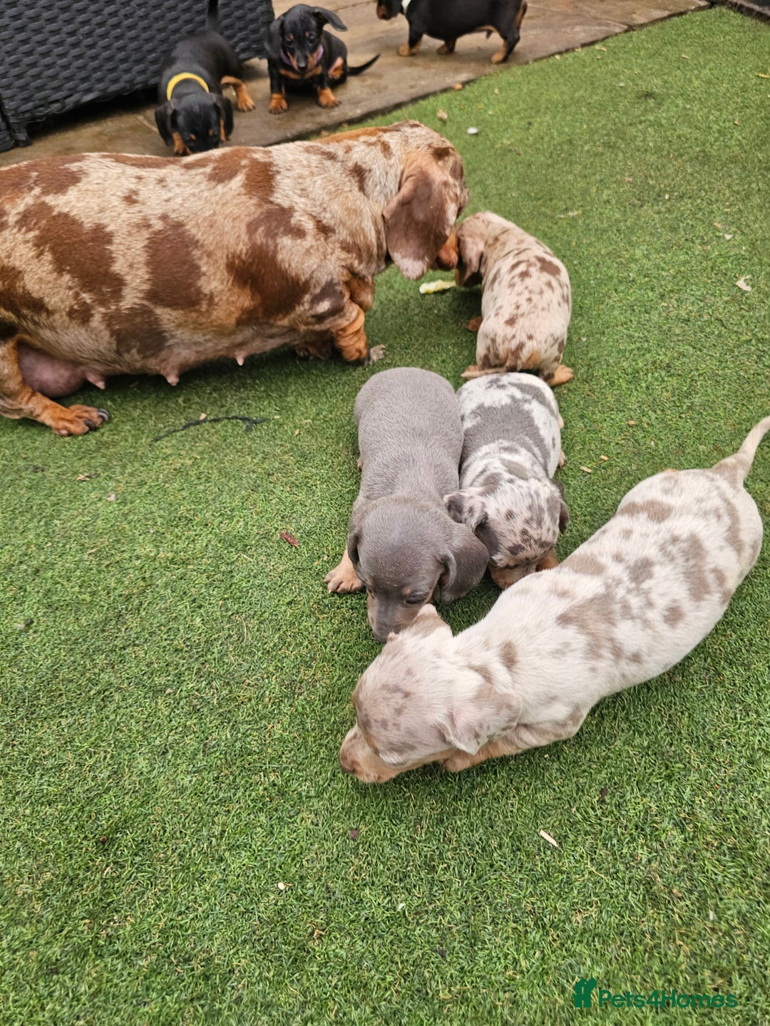 Miniature Dachshund dogs for sale: PRA CLEAR GORGEOUS MIN DACHSHUNDS  - Image 25