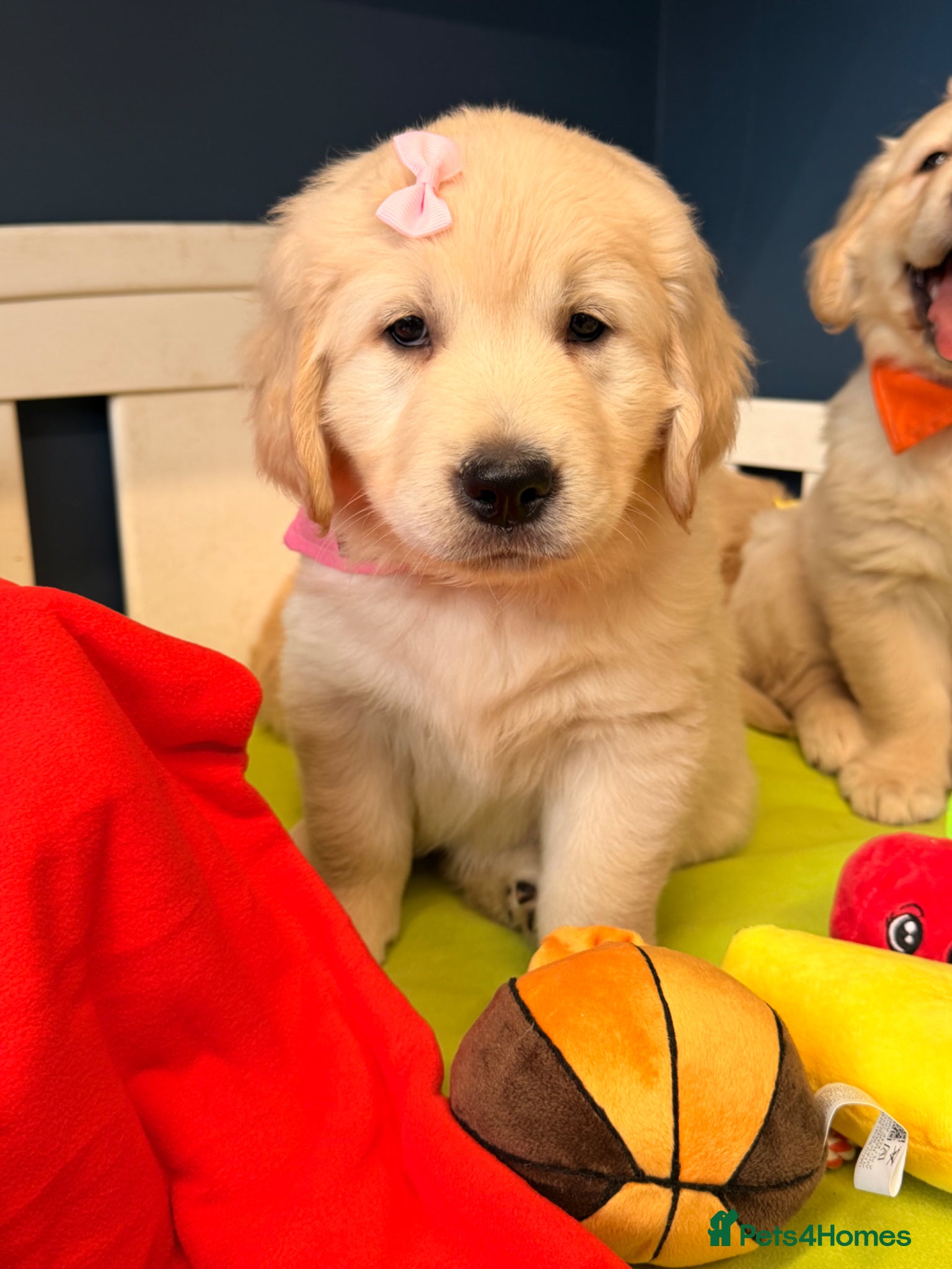 Golden Retriever dogs for sale: 🐶 Gorgeous Chunky type Golden Retriever Puppies🐶 - Advert 5