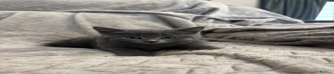 All grey 